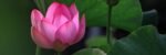 A vibrant pink lotus flower in full bloom amidst lush green leaves, captured outdoors.