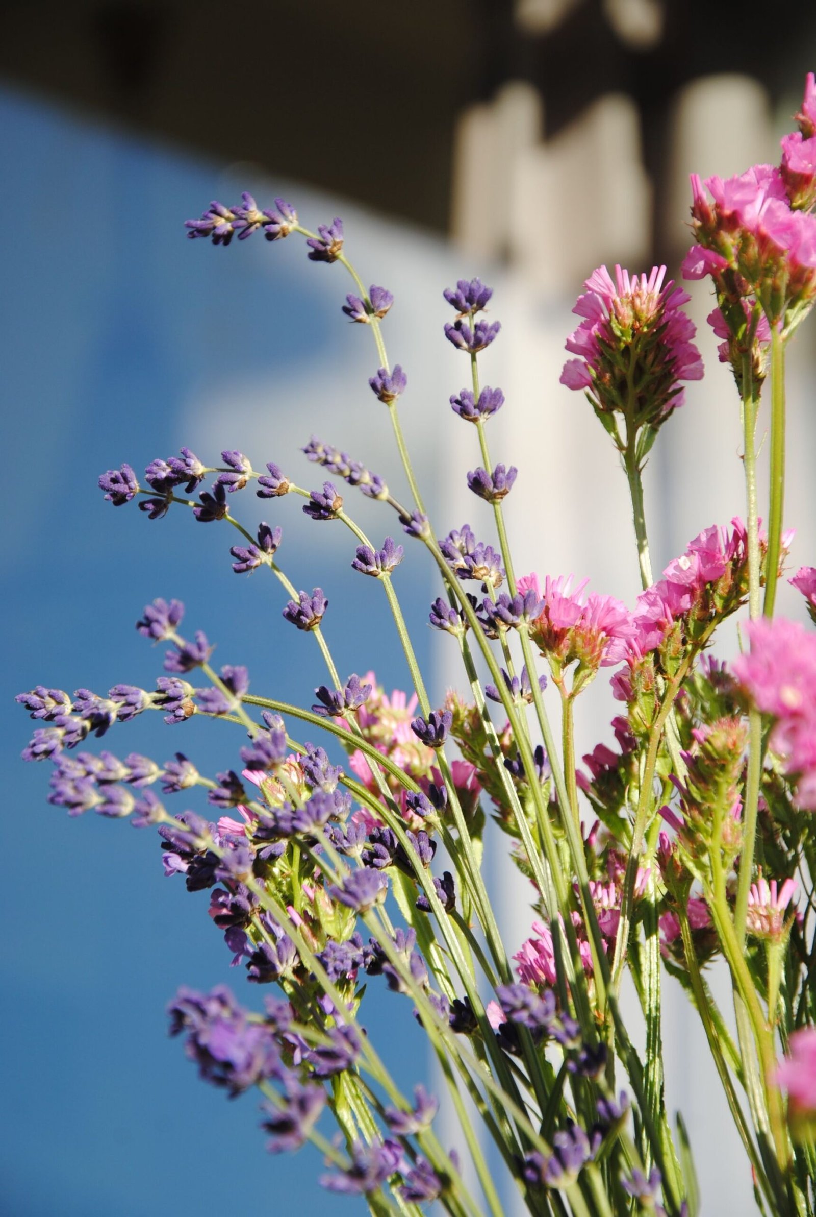 Bright and colorful bouquet of pink and purple flowers in natural sunlight, symbolizing beauty and vibrancy.
